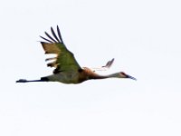 A1B0628c  Sandhill Crane (Antigone canadensis)