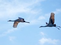 A1B6742c  Sandhill Crane (Antigone canadensis)