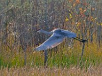 A1B6760c  Sandhill Crane (Antigone canadensis)