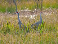 A1B6807c  Sandhill Crane (Antigone canadensis)