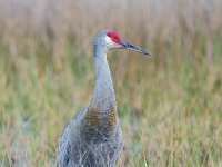 A1B6902c  Sandhill Crane (Antigone canadensis)