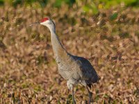 A1B6946c  Sandhill Crane (Antigone canadensis) - nest with two eggs