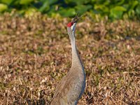 A1B6948c  Sandhill Crane (Antigone canadensis) bugling