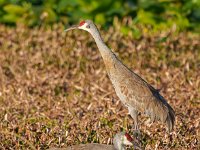 A1B6952c  Sandhill Crane (Antigone canadensis) - pair at nest