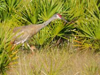 A1B7562c  Sandhill Crane (Antigone canadensis) - adult with 7-10 day-old colt