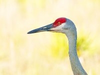 A1B7567c  Sandhill Crane (Antigone canadensis)