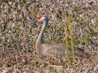 A1B7929c  Sandhill Crane (Antigone canadensis) on nest with two eggs