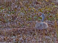 A1B7937c  Sandhill Crane (Antigone canadensis) on nest and Wilson's Snipe (Gallinago delicata)