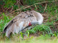 A1B9123c  Sandhill Crane (Grus canadensis)