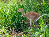 A1B9124c  Sandhill Crane (Grus canadensis) - 2.5 week-old chick