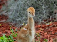 A1G5835c  Sandhill Crane (Antigone canadensis) - 4-day-old colt