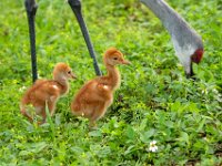 A1G5905c  Sandhill Crane (Antigone canadensis) - pair with 4-day-old colts