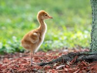 A1G6008c  Sandhill Crane (Antigone canadensis) - 4-day-old colt