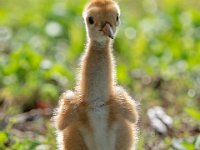 A1G6010c  Sandhill Crane (Antigone canadensis) - 4-day-old colts