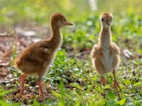 A1G6010c2  Sandhill Crane (Antigone canadensis) - 4-day-old colts