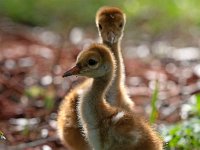 A1G6014c  Sandhill Crane (Antigone canadensis) - 4-day-old colts