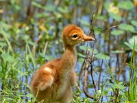 A1G6191c  Sandhill Crane (Antigone canadensis) - 4-day-old colt