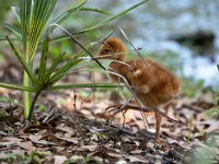 A1G6219c  Sandhill Crane (Antigone canadensis) - 4-day-old colt