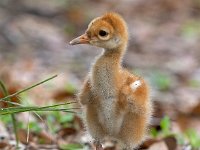 A1G6227c  Sandhill Crane (Antigone canadensis) - 4-day-old colt