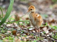 A1G6235c  Sandhill Crane (Antigone canadensis) - 4-day-old colt