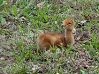 A1G6288c  Sandhill Crane (Antigone canadensis) - 4-day-old colt