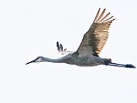 A924458c  Sandhill Crane (Antigone canadensis)