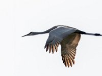 A924459c  Sandhill Crane (Antigone canadensis)