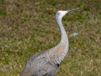 A925556c  Sandhill Crane (Antigone canadensis)