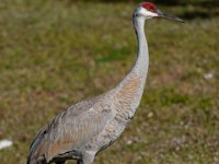 A925562c  Sandhill Crane (Antigone canadensis)