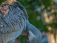 A925799c2  Sandhill Crane (Antigone canadensis)