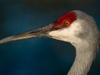 A925803c  Sandhill Crane (Antigone canadensis)