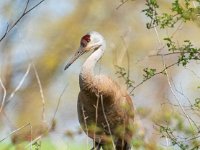 A927735c  Sandhill Crane (Antigone canadensis)