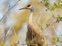 A927777c  Sandhill Crane (Antigone canadensis)