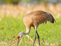 A927852c  Sandhill Crane (Antigone canadensis)