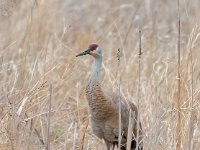 A928066c  Sandhill Crane (Antigone canadensis)