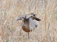 A928070c  Sandhill Crane (Antigone canadensis)