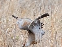 A928077c  Sandhill Crane (Antigone canadensis)