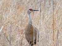 A928096c  Sandhill Crane (Antigone canadensis)