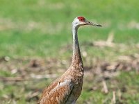 A928386c  Sandhill Crane (Antigone canadensis)