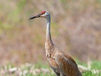 A928415c  Sandhill Crane (Antigone canadensis)