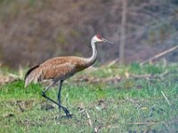 A928426c  Sandhill Crane (Antigone canadensis)