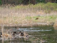 A928486c  Sandhill Crane (Antigone canadensis) and Canada Geese (Branta canadensis)