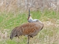 A928487c2  Sandhill Crane (Antigone canadensis)