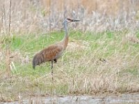 A928498c  Sandhill Crane (Antigone canadensis)