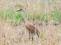 A928501c  Sandhill Crane (Antigone canadensis) and Wood Duck (Aix sponsa)