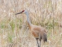 A928504c  Sandhill Crane (Antigone canadensis)