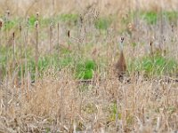 A928511c  Sandhill Crane (Antigone canadensis)