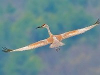 A928547c  Sandhill Crane (Antigone canadensis)