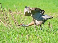 A928752c  Sandhill Crane (Antigone canadensis)