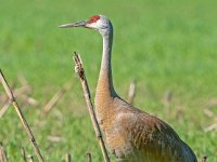 A928761c  Sandhill Crane (Antigone canadensis)